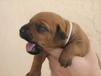 ridgeback puppies